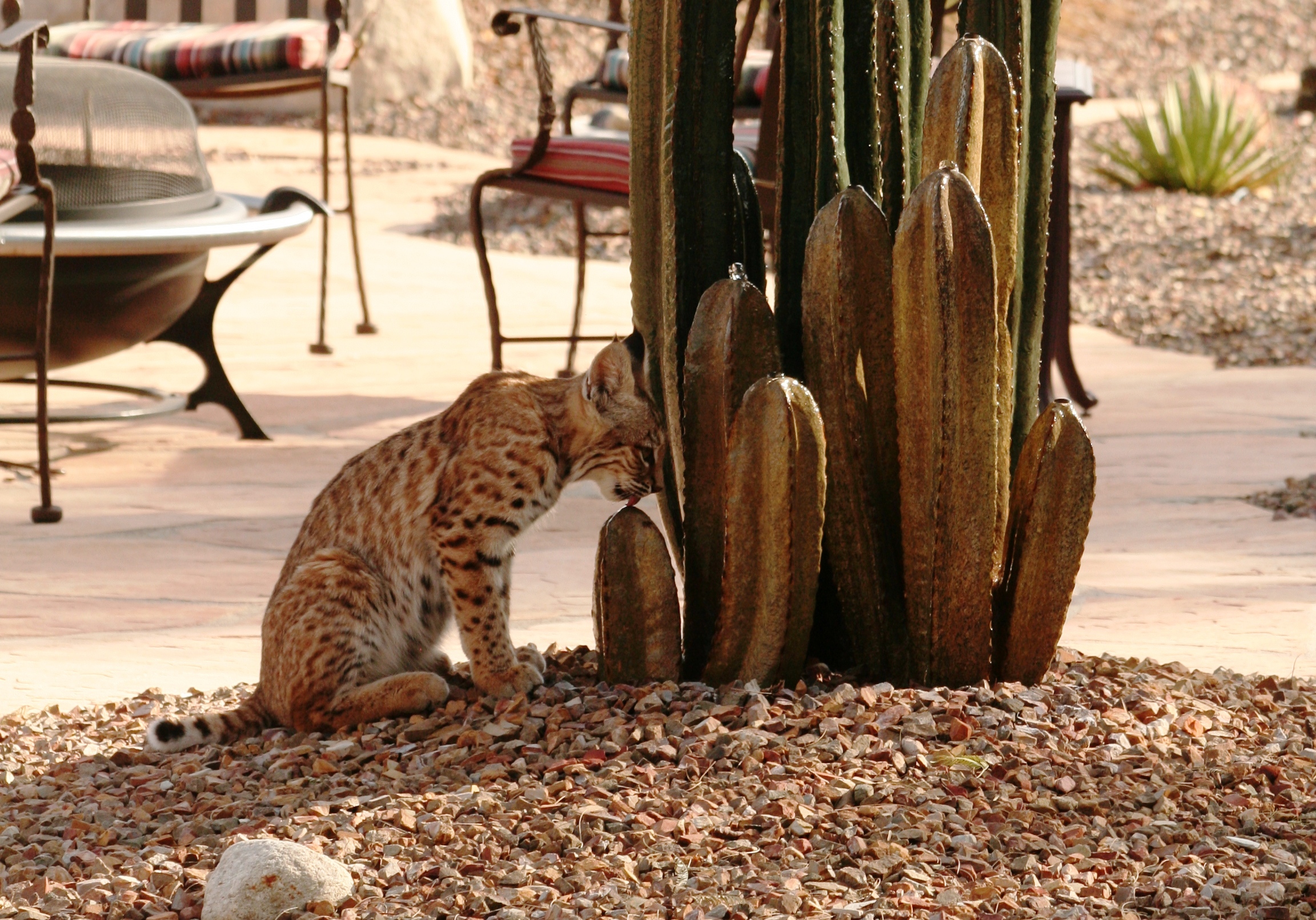 Bobcat at Stone Cactus Fountain