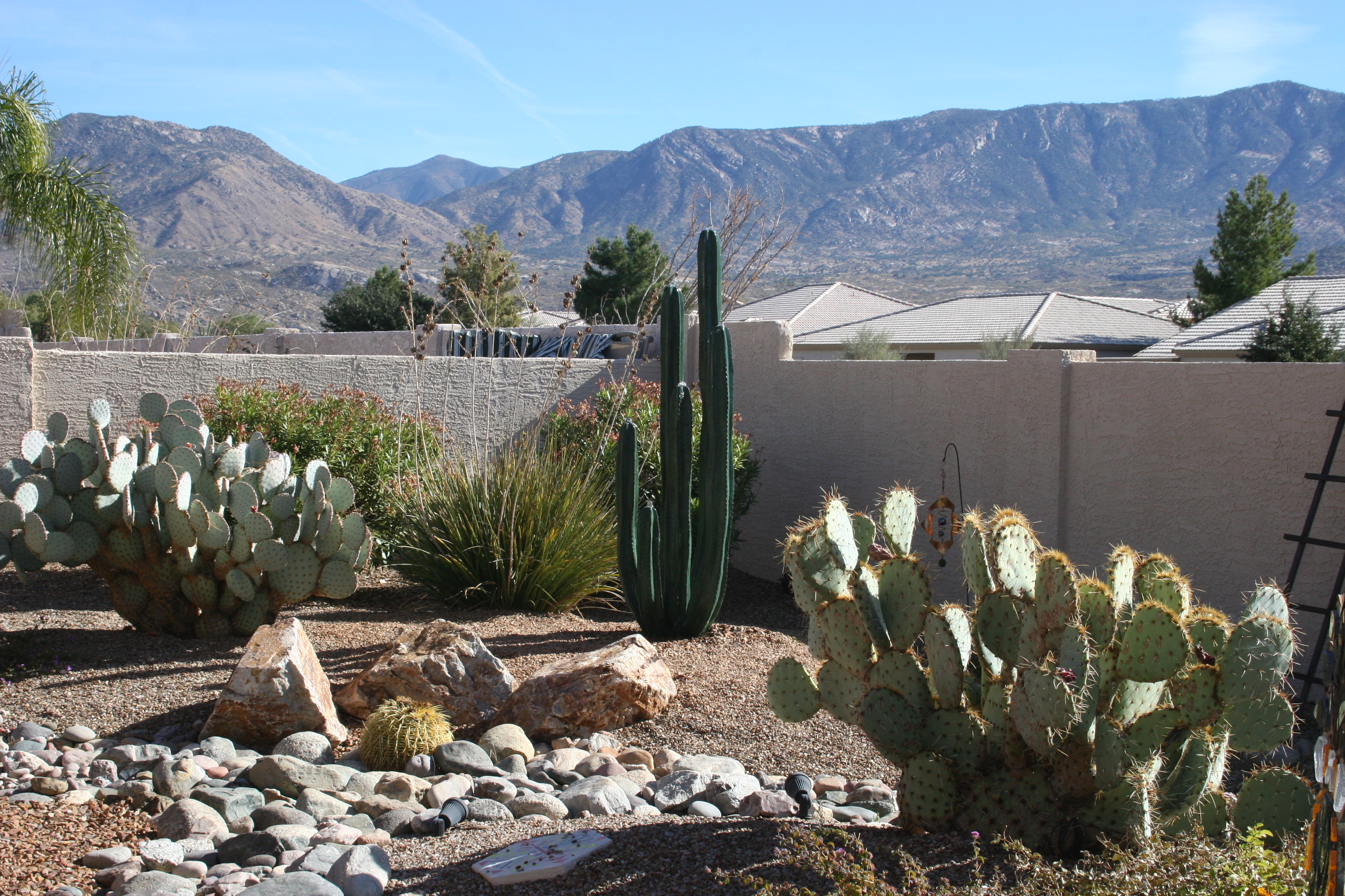Stone Cactus in Desert Landscape